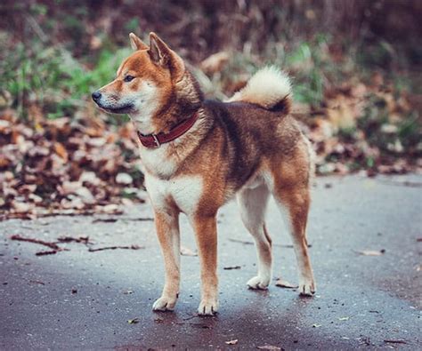 Shiba Inu Colors A Definitive Guide My First Shiba Inu