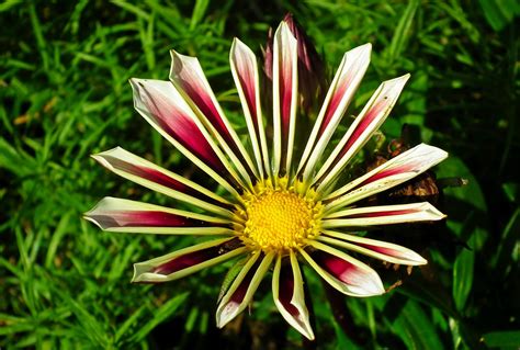 African Daisy Flower Gazania - Free photo on Pixabay - Pixabay