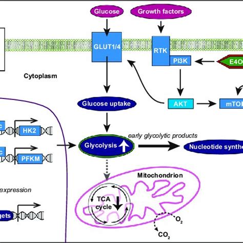 Pdf Metabolism Goes Viral