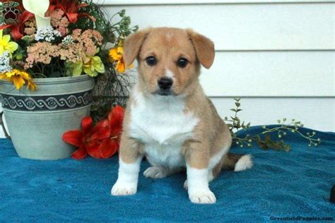 Elayna - Welsh Corgi Mix Puppy For Sale in Pennsylvania