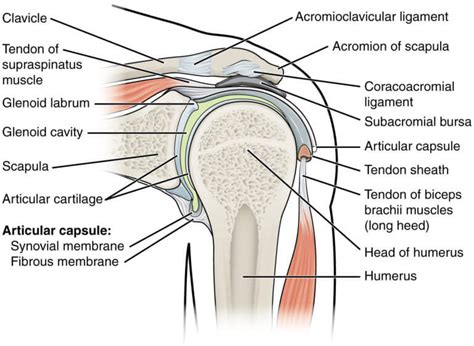 Shoulder Labrum Tear Rush Chiropractic Center