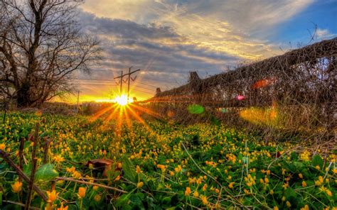 Wallpaper Sunlight Landscape Forest Sunset Flowers Nature Grass