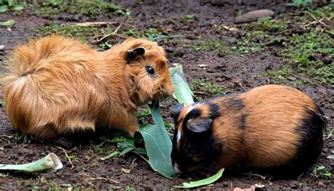 Il Porcellino D India Alla Scoperta Della Cavia Peruviana