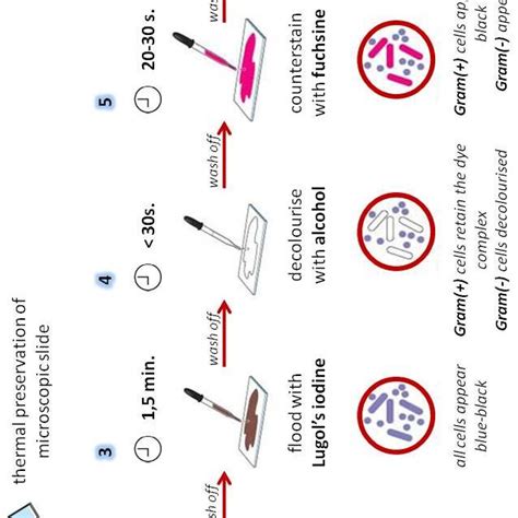 4 Colony Morphology Download Scientific Diagram