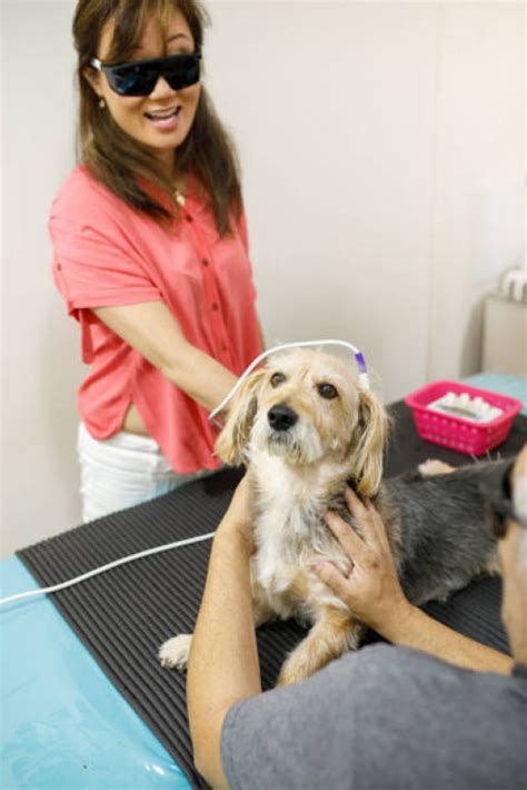 Servi O De Acupuntura Em Animais Guas Claras Acupuntura Para C Es