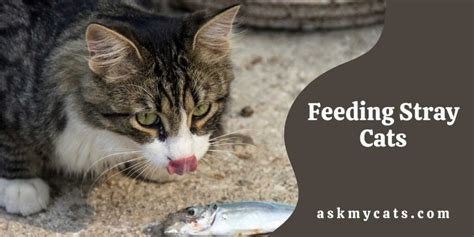 Feeding Stray Cats: Benefits & Dangers Of Feeding Stray Cats