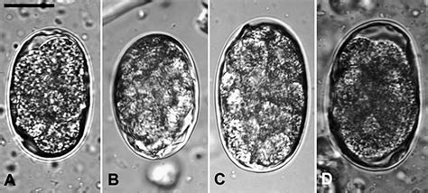 Morphological Differentiation Of Eggs Of Ancylostoma Caninum