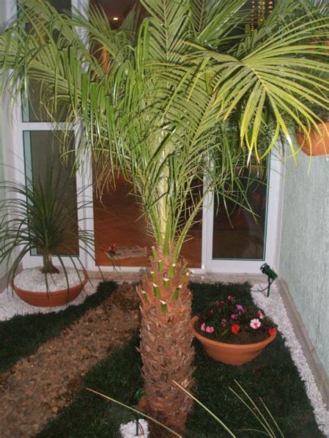 Fotos De Coqueiros Para Jardins Grandes E Pequenos Decorando Casas