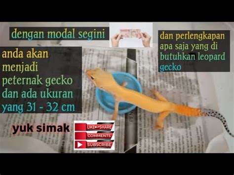 Cara Ternak Gecko Dari Hobi Menjadi Bisnis Yang Menjanjikan Bag 55