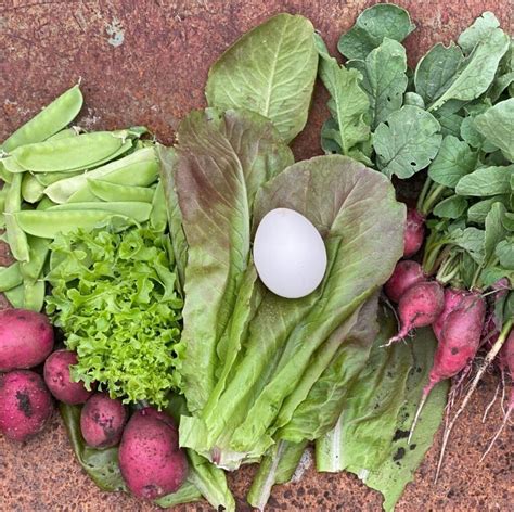 9 Best Tasting Easy Vegetables To Grow In Home Gardens Simplify Live Love