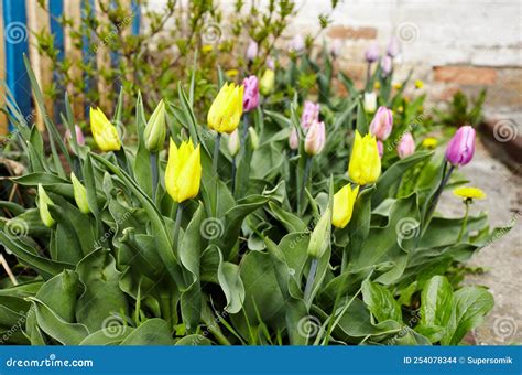 Beautiful Tulip Flowers Blooming In A Garden Stock Photo Image Of