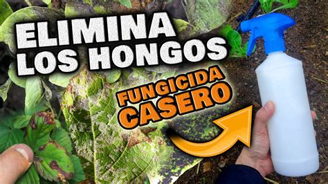 Despídete de los hongos Descubre el mejor fungicida casero para tus