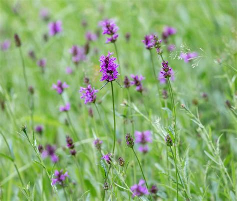 De Beste Inheemse Vaste Planten De Natuur Van Hier