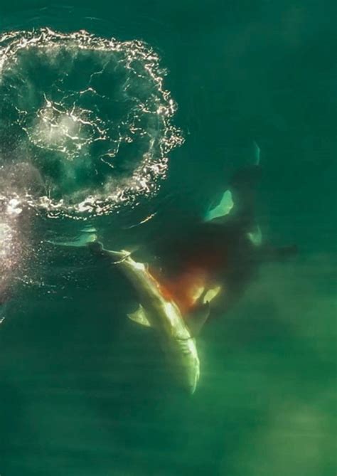 Single Orca Killing Great White Shark Caught On Camera For The First Time