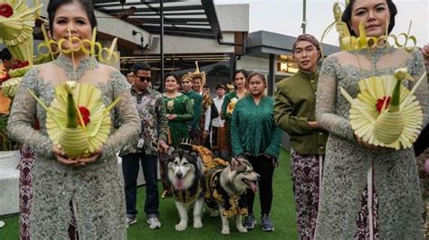 Pernikahan Mewah Sepasang Anjing Tuai Kritik Karena Pakai Adat Jawa