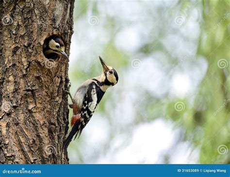 Woodpecker stock image. Image of birds, wild, survival - 31653089