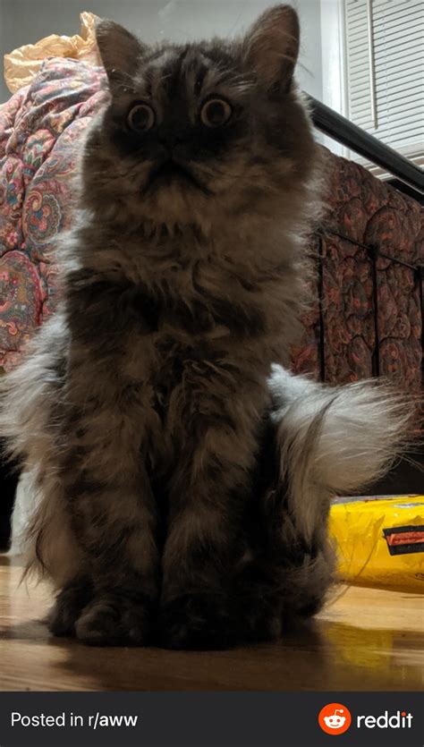 Edgar seeing a dog for the first time : cats