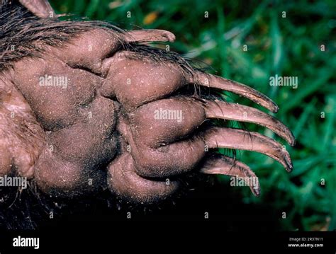 Badger Close Up Hi Res Stock Photography And Images Alamy