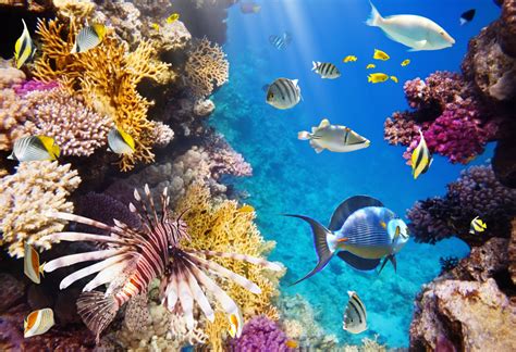 Tropical Fish On A Coral Reef Jigsaw Puzzle In Under The Sea Puzzles On