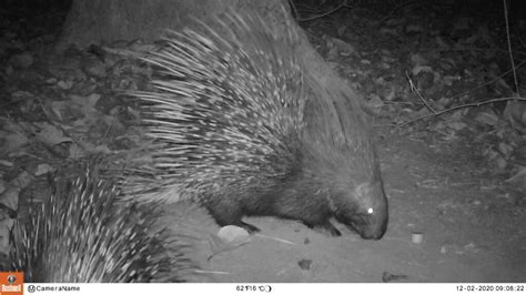 Porcupine In India Porcupine Species In India