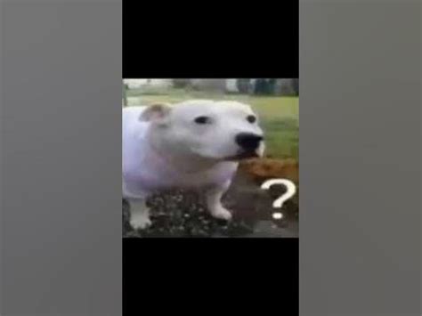 dog huh meme - YouTube