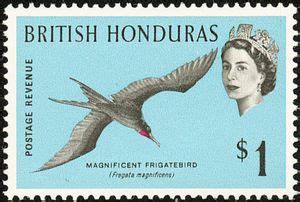 Stamp Magnificent Frigatebird Fregata Magnificens British Honduras