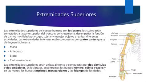 Sistema Oseo Extremidades Superiores Ppt