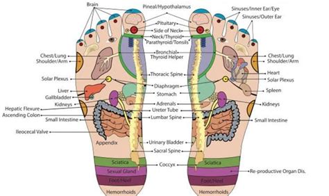 Foot diagram : r/ShitpostDiagrams