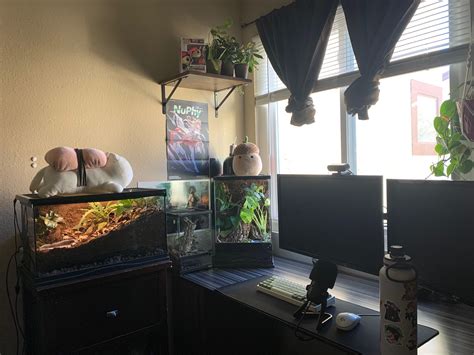 Vivarium set up : r/battlestations