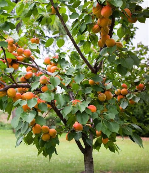 Best Fruit Trees For West Virginia Gardens