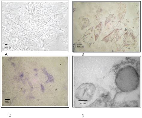 Characteristics Of Mscs A Umbilical Cord Derived Mscs B Adipogenic