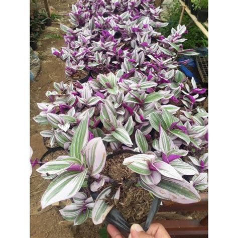 Jual Tanaman Hias Tradescantia Nanouk Shopee Indonesia