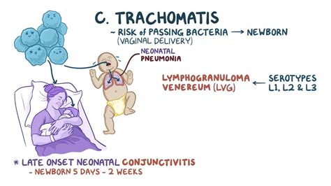 Chlamydia trachomatis: Video, Anatomy & Definition | Osmosis