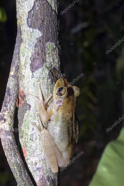 Rana End Mica Boophis Madagascariensis Masoala National Park