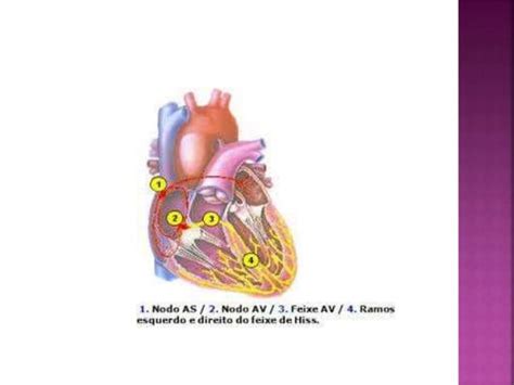 Fisiologia Cardiaca PPT