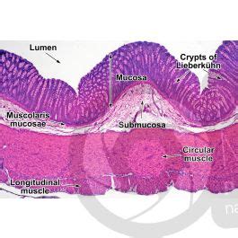 Mammal Large Intestine Transverse Section 32X Large Intestine