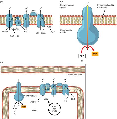 Aerobic Respiration Oxidative Phosphorylation Mt Hood Community