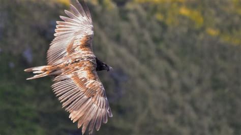 Rare bone-eating 'bearded vulture' spotted in Norfolk
