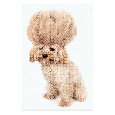 Adult Toy Poodle Puppy Cut