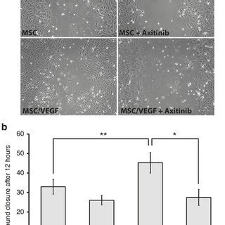 MSC VEGF Promotes Migration Of Endothelial Cells In Vitro Human