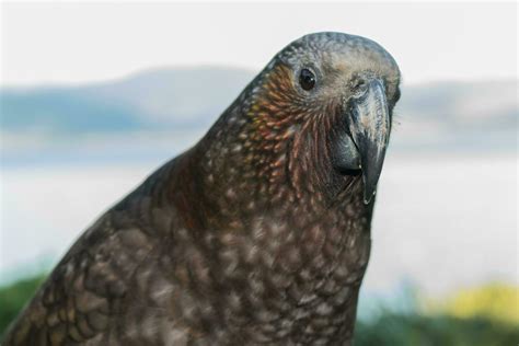 North Island Kaka Parrot 25926442 Stock Photo at Vecteezy