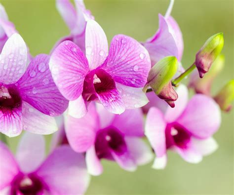 how to care for orchid after it blooms