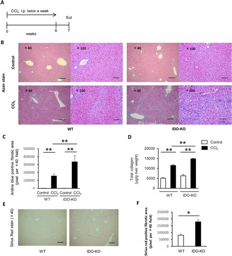 Ccl4 Induced Hepatic Fibrosis Was Exacerbated In Ido Ko Mice Compared