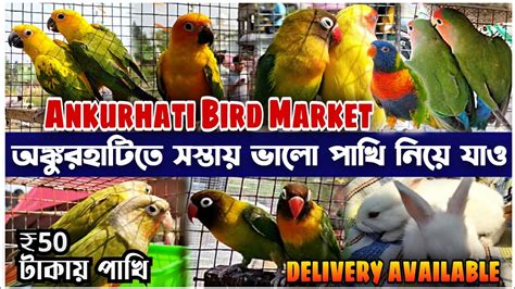 অঙকরহটত সসতয ভল পখ নয যও Ankurhati Bird Market Price