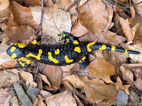 Salamandra salamandra salamandre tachetée