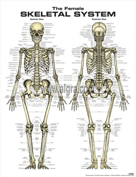 Female Skeleton Diagram – NBKomputer