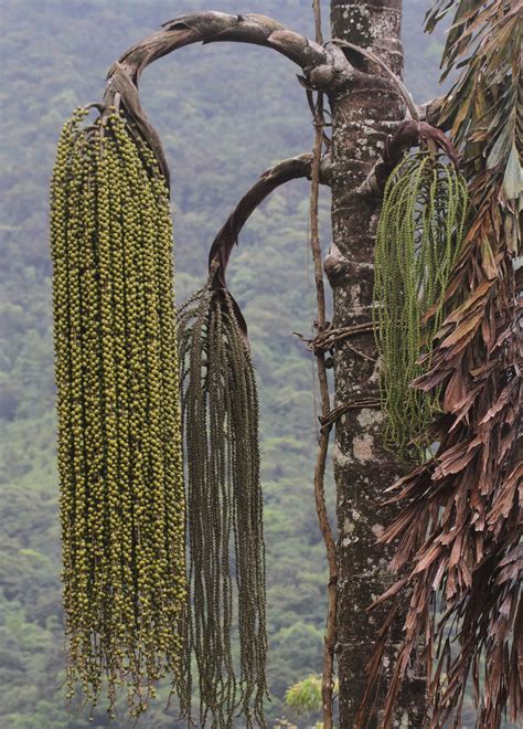 Caryota Urens L Plants Of The World Online Kew Science