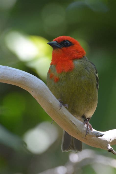 Mauritius Bulbul Wildlife In Mauritius