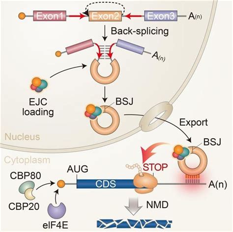 Kaist 원형 Rna에 의한 Mrna 분해 메커니즘 규명 전자신문