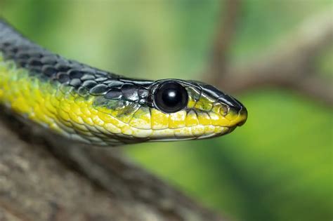 Thailand Snake Journal | Golden Tree Snake | Thailand Snakes